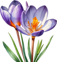 ai généré aquarelle La peinture de une Safran crocus fleur. png