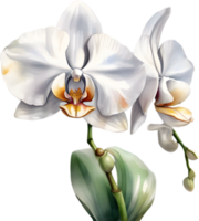 AI generated Watercolor painting of a White Orchid flower. png