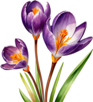 AI generated Watercolor painting of a Saffron Crocus flower. png