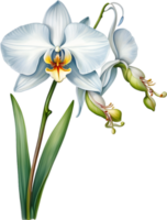 ai generiert Aquarell Gemälde von ein Weiß Orchidee Blume. png