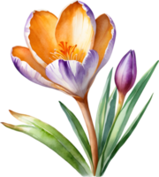 AI generated Watercolor painting of a Saffron Crocus flower. png