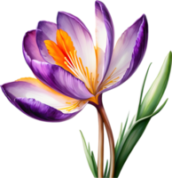 ai généré aquarelle La peinture de une Safran crocus fleur. png