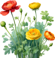 AI generated Watercolor painting of a Ranunculus flower. png