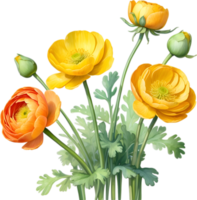 AI generated Watercolor painting of a Ranunculus flower. png