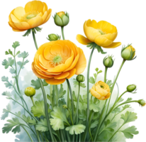 AI generated Watercolor painting of a Ranunculus flower. png