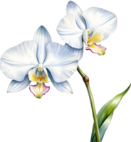 AI generated Watercolor painting of a White Orchid flower. png