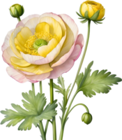 AI generated Watercolor painting of a Ranunculus flower. png