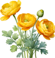 AI generated Watercolor painting of a Ranunculus flower. png