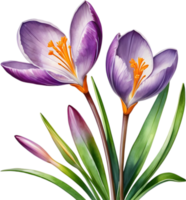 AI generated Watercolor painting of a Saffron Crocus flower. png