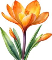 AI generated Watercolor painting of a Saffron Crocus flower. png