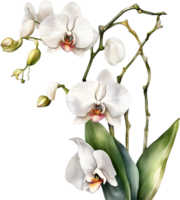 ai gegenereerd waterverf schilderij van een wit orchidee bloem. png