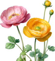 AI generated Watercolor painting of a Ranunculus flower. png