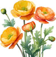 AI generated Watercolor painting of a Ranunculus flower. png