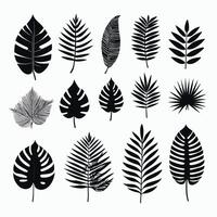 Exotic leaf set vector collection of tropical leaves silhouette