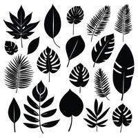 Exotic leaf set vector collection of tropical leaves silhouette