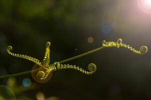 Nature view of green leaf with blurred garden background. Nature concept photo