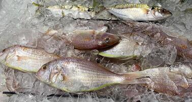 mojado mercado maravillas con pescado cubierto con hielo en mostrar. mojado mercado concepto. foto