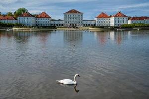 cisne en estanque cerca Nymphenburg palacio. Munich, baviera, Alemania foto