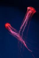 Group of glow jellyfish chrysaora pacifica in blue water. Diving, theriology, undersea life photo