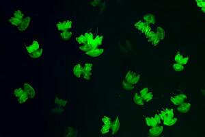 Group of green glow jellyfish Lychnorhiza lucerna marble jellyfish in dark water. photo