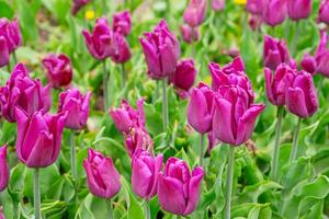 Purple tulips flowers with green leaves blooming in a meadow, park, flowerbed outdoor photo