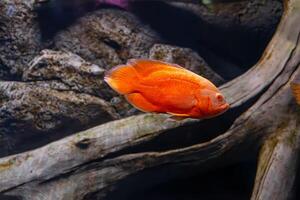 Bright orange Oscar fish, Astronotus ocellatus swimming in aquarium photo