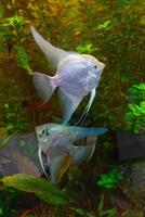 Tropical fish Pterophyllum scalare altum, angelfish swimming in aquarium with green seaweed. photo