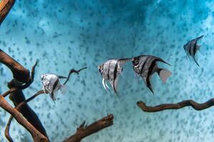 grupo de tropical pescado pterophyllum scalare altura nadando en acuario azul agua. foto