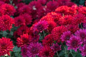 Fresco brillante rojo crisantemos arbustos en otoño jardín foto