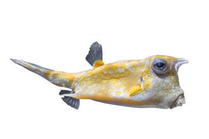 Cowfish, Lactoria cornuta isolated on white background photo