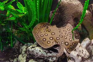 Brown spotted Potamotrygon motoro, Stingray motoro floating in an aquarium on sandy bottom photo