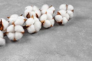 Dry cotton branch with fluffy flowers on light gray concrete textured background photo