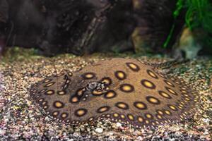 Brown spotted Potamotrygon motoro, Stingray motoro in an aquarium on  sandy bottom photo