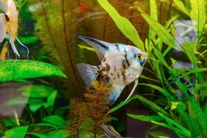 tropical pescado pterophyllum scalare altum, angelote nadando en acuario con verde algas marinas. foto