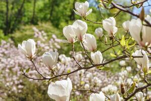 Blooming tree branch with white Magnolia soulangeana flowers outdoors photo