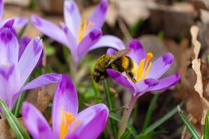 Honey bee gathering pollen from purple crocus flowers in the spring garden photo