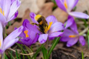 Honey bee gathering pollen from purple crocus flowers in the spring garden photo