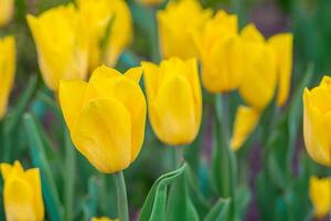 Yellow tulips flowers blooming in a meadow, park, flowerbed outdoor photo