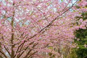 Branch of blooming cherry tree, pink sakura blossom flower on blue sky background photo