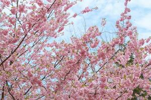 Branch of blooming cherry tree, pink sakura blossom flower on blue sky background photo