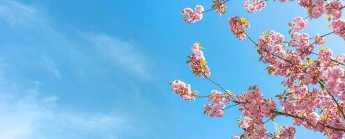 Branch of blooming cherry tree, pink sakura blossom flower on blue sky background, banner, header photo