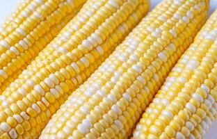 Fresh yellow sweet corn background, corncob with yellow and white grains close up. photo