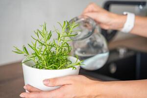 Young woman takes care and waters of rosemary in a flower pot in the kitchen. Growing fresh greens at home for eating. High quality photo