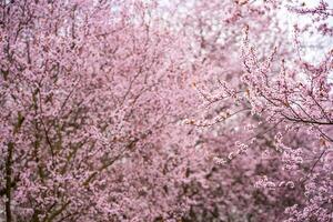 Beautiful spring background with pink flowers of cherry tree in spring time in Prague park. High quality photo