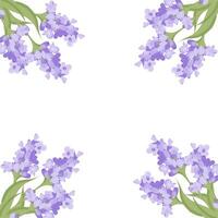 Decorative frame of lavender flowers for your design. Vector illustration isolated on white background.