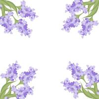 Decorative frame of lavender flowers for your design. Vector illustration isolated on white background.