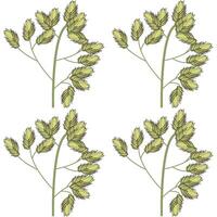 Set of wild field grass tops. Detailed vector illustration isolated on white background.