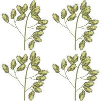 Set of wild field grass tops. Detailed vector illustration isolated on white background.