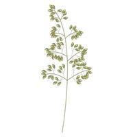 Top of wild field grass. Detailed vector illustration isolated on white background.