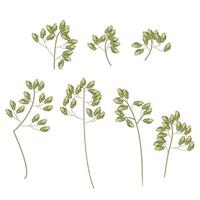 Set of wild field grass tops. Detailed vector illustration isolated on white background.